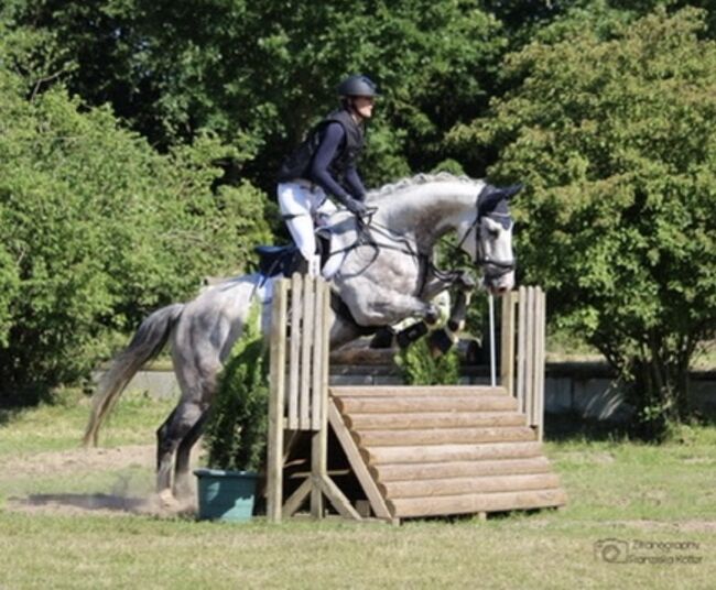 Super lieber Wallach, perfekt für gehobenen Amateur, Ramona Teering, Horses For Sale, Gladbeck , Image 2