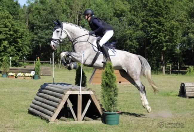 Super lieber Wallach, perfekt für gehobenen Amateur, Ramona Teering, Horses For Sale, Gladbeck , Image 9