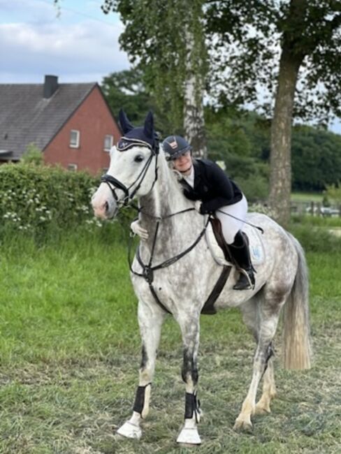 Super lieber Wallach, perfekt für gehobenen Amateur, Ramona Teering, Horses For Sale, Gladbeck , Image 7