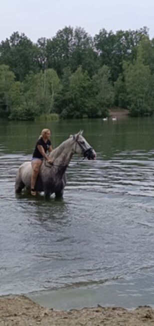 Super lieber Wallach, perfekt für gehobenen Amateur, Ramona Teering, Horses For Sale, Gladbeck , Image 5