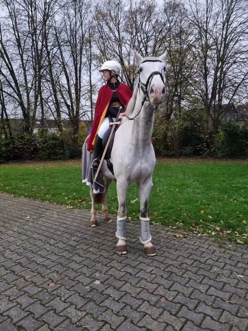 Super lieber Wallach, perfekt für gehobenen Amateur, Ramona Teering, Horses For Sale, Gladbeck , Image 10