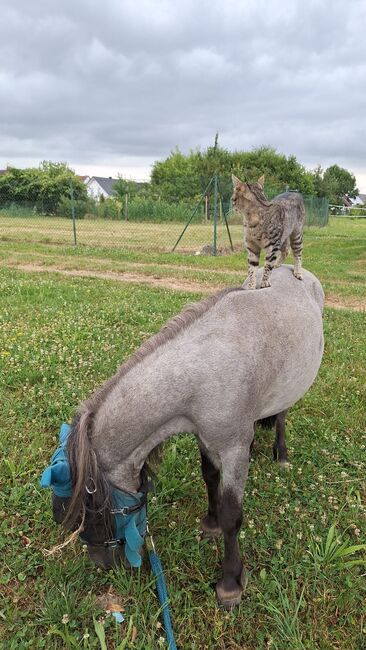 Super liebe Shetland Ponys, Sabine , Horses For Sale, Bühl, Image 5