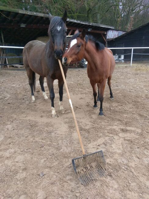 Super lieber Freizeitpartner, Heide Losse, Horses For Sale, Wittgert , Image 2