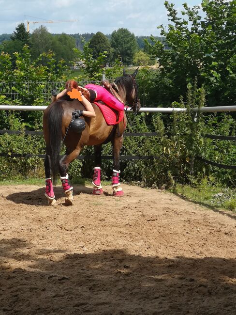 Super lieber Freizeitpartner, Heide Losse, Horses For Sale, Wittgert , Image 3