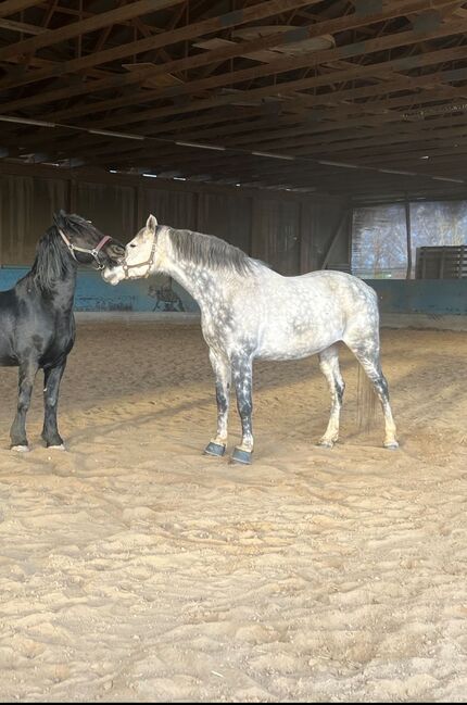 Super lieber Warmblut Wallach, Kerstin Rehbehn (Pferdemarketing Ost), Horses For Sale, Nienburg, Image 3