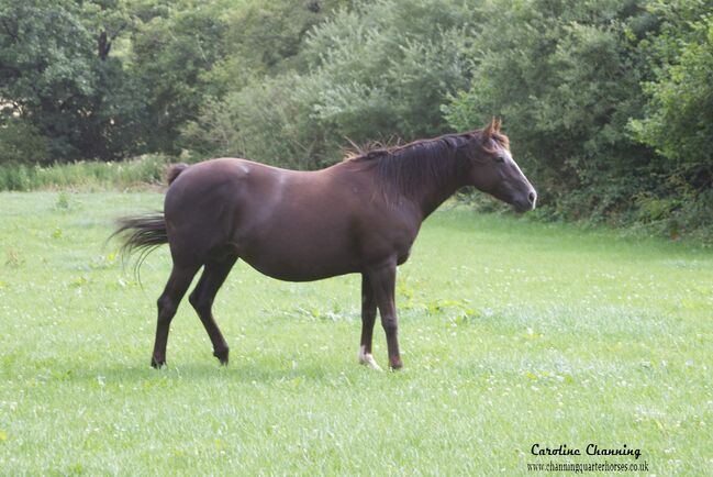 Superliebe Jacs Electric Spark Tochter, Kerstin Rehbehn (Pferdemarketing Ost), Horses For Sale, Nienburg, Image 3