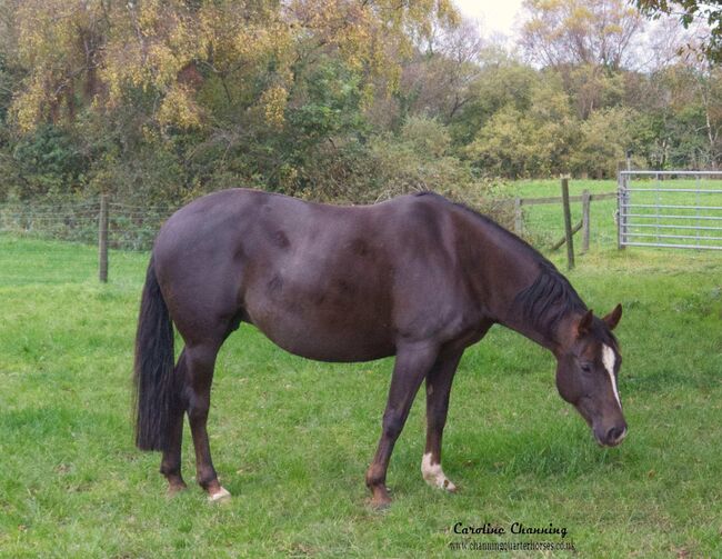 Superliebe Jacs Electric Spark Tochter, Kerstin Rehbehn (Pferdemarketing Ost), Horses For Sale, Nienburg, Image 4