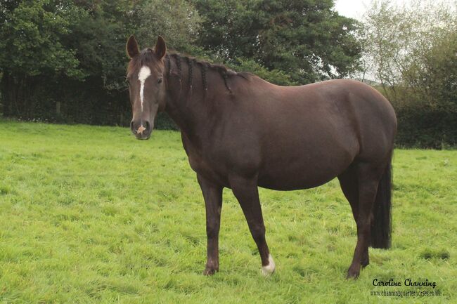 Superliebe Jacs Electric Spark Tochter, Kerstin Rehbehn (Pferdemarketing Ost), Horses For Sale, Nienburg, Image 5