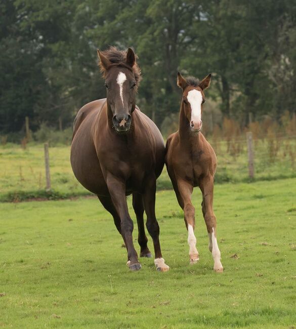 Superliebe Jacs Electric Spark Tochter, Kerstin Rehbehn (Pferdemarketing Ost), Horses For Sale, Nienburg, Image 6