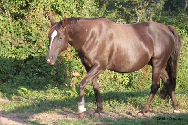 Superliebe Jacs Electric Spark Tochter, Kerstin Rehbehn (Pferdemarketing Ost), Horses For Sale, Nienburg, Image 8