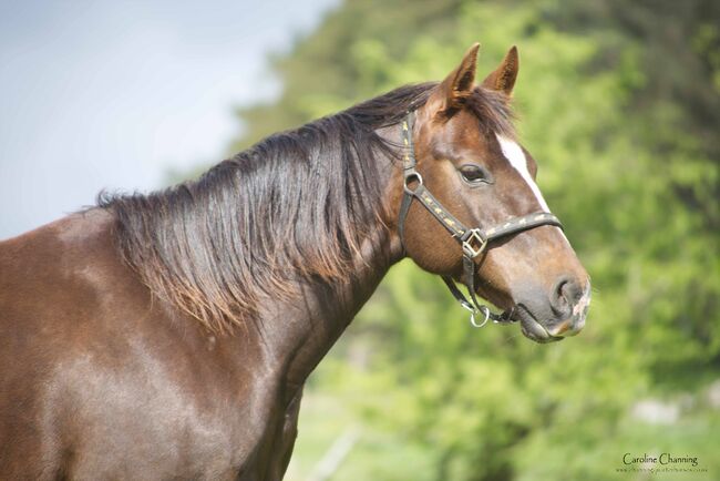 Superliebe Jacs Electric Spark Tochter, Kerstin Rehbehn (Pferdemarketing Ost), Horses For Sale, Nienburg, Image 9