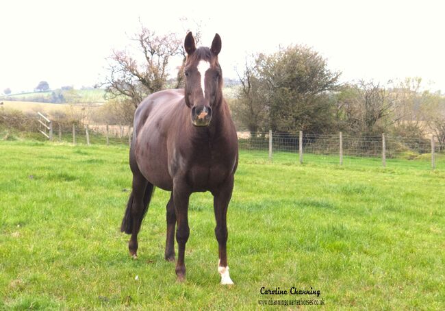 Superliebe Jacs Electric Spark Tochter, Kerstin Rehbehn (Pferdemarketing Ost), Horses For Sale, Nienburg, Image 10