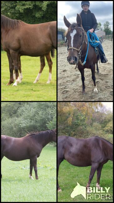 Superliebe Jacs Electric Spark Tochter, Kerstin Rehbehn (Pferdemarketing Ost), Horses For Sale, Nienburg, Image 17