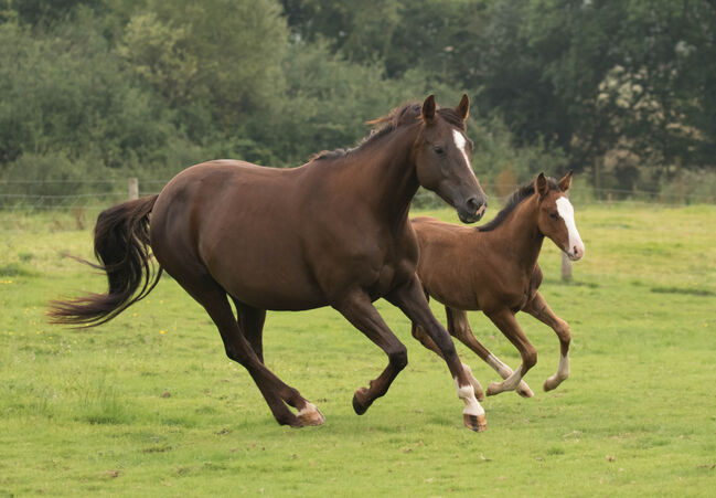 Superliebe Jacs Electric Spark Tochter, Kerstin Rehbehn (Pferdemarketing Ost), Horses For Sale, Nienburg, Image 12