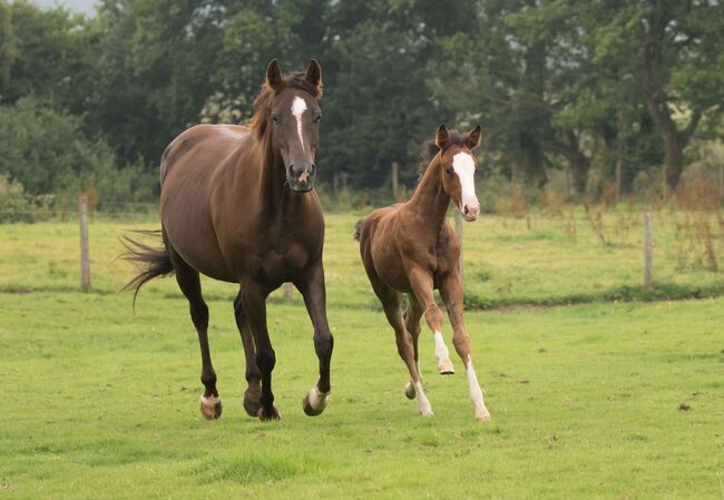 Superliebe Jacs Electric Spark Tochter, Kerstin Rehbehn (Pferdemarketing Ost), Horses For Sale, Nienburg, Image 8