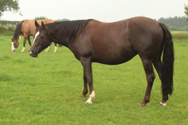 Superliebe Jacs Electric Spark Tochter, Kerstin Rehbehn (Pferdemarketing Ost), Horses For Sale, Nienburg, Image 14