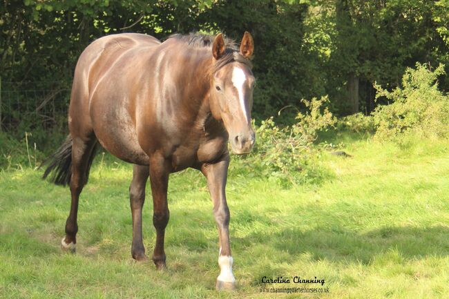 Superliebe Jacs Electric Spark Tochter, Kerstin Rehbehn (Pferdemarketing Ost), Horses For Sale, Nienburg, Image 7