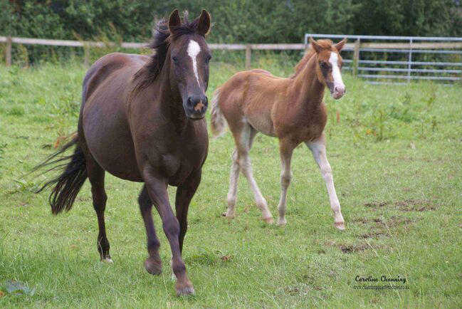 Superliebe Jacs Electric Spark Tochter, Kerstin Rehbehn (Pferdemarketing Ost), Horses For Sale, Nienburg, Image 16