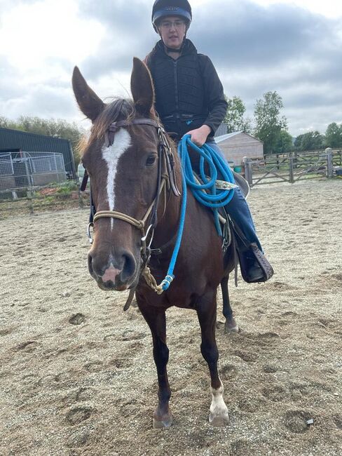 Superliebe Jacs Electric Spark Tochter, Kerstin Rehbehn (Pferdemarketing Ost), Horses For Sale, Nienburg, Image 12