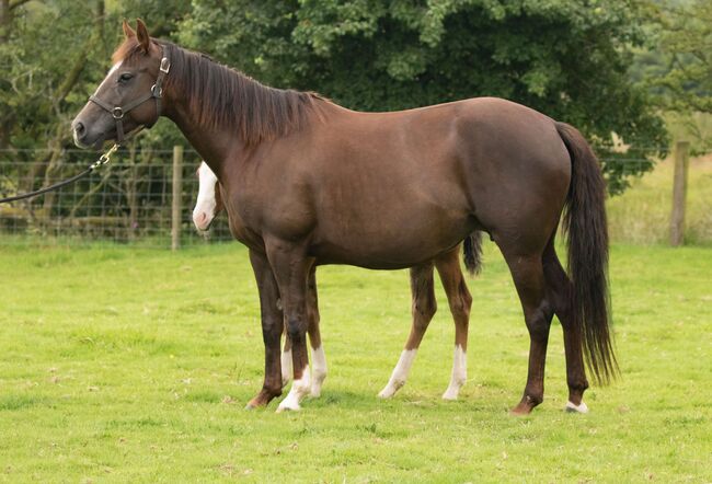 Superliebe Jacs Electric Spark Tochter, Kerstin Rehbehn (Pferdemarketing Ost), Horses For Sale, Nienburg