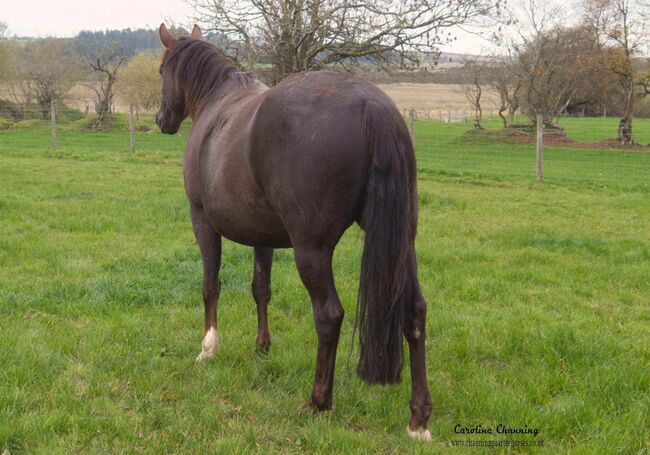 Superliebe Jacs Electric Spark Tochter, Kerstin Rehbehn (Pferdemarketing Ost), Horses For Sale, Nienburg, Image 9