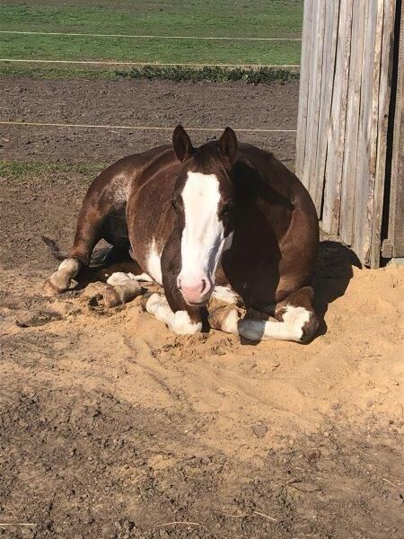 Superliebe, kinderliebe Paint Horse Stute, Kerstin Rehbehn (Pferdemarketing Ost), Horses For Sale, Nienburg, Image 10