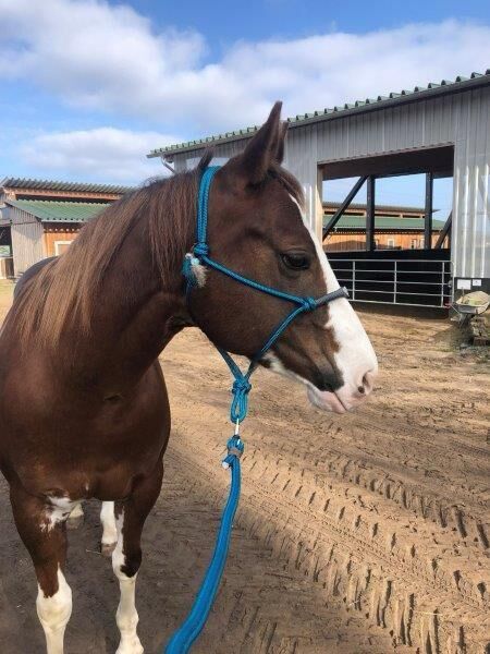 Superliebe, kinderliebe Paint Horse Stute, Kerstin Rehbehn (Pferdemarketing Ost), Horses For Sale, Nienburg, Image 4