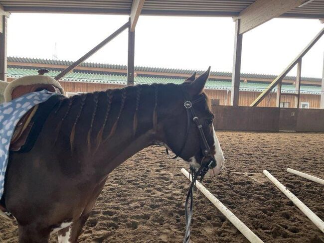 Superliebe, kinderliebe Paint Horse Stute, Kerstin Rehbehn (Pferdemarketing Ost), Horses For Sale, Nienburg, Image 7