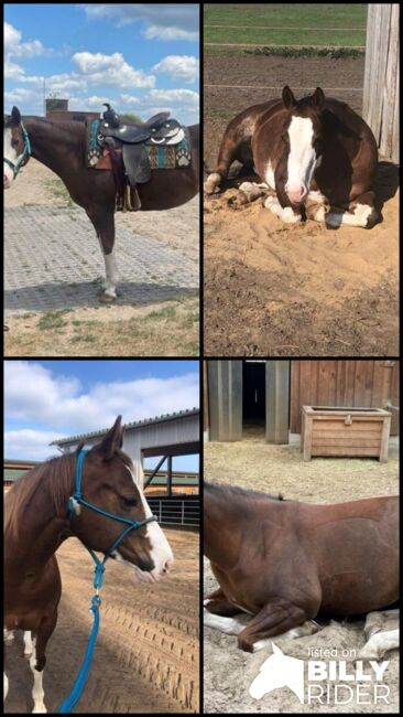 Superliebe, kinderliebe Paint Horse Stute, Kerstin Rehbehn (Pferdemarketing Ost), Horses For Sale, Nienburg, Image 11