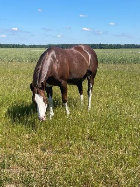 Superliebe, kinderliebe Paint Horse Stute, Kerstin Rehbehn (Pferdemarketing Ost), Horses For Sale, Nienburg, Image 9