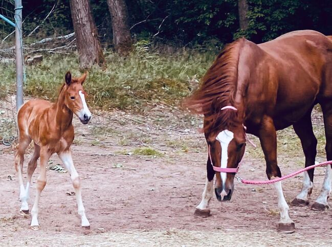 Superliebe Quarter Horse Stute an Bestplatz abzugeben, Kerstin Rehbehn (Pferdemarketing Ost), Horses For Sale, Nienburg, Image 5