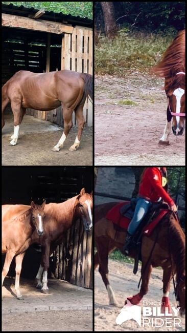 Superliebe Quarter Horse Stute an Bestplatz abzugeben, Kerstin Rehbehn (Pferdemarketing Ost), Horses For Sale, Nienburg, Image 7