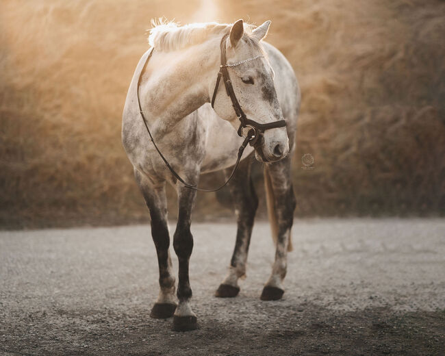 Super liebes Kleinpferd, Annabella, Horses For Sale, Bruckneudorf