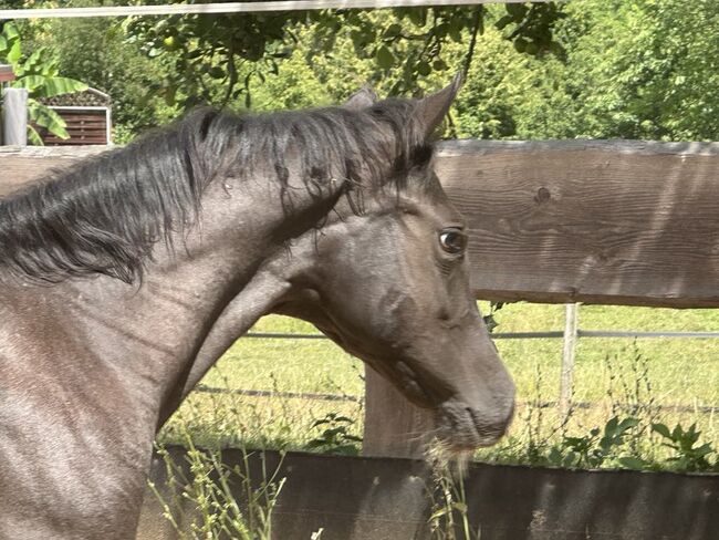 Superliebes, top gezogenes Quarter Horse Stutfohlen in Blue Roan, Kerstin Rehbehn (Pferdemarketing Ost), Horses For Sale, Nienburg, Image 4