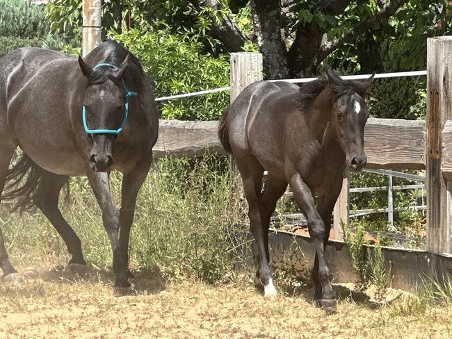 Superliebes, top gezogenes Quarter Horse Stutfohlen in Blue Roan, Kerstin Rehbehn (Pferdemarketing Ost), Horses For Sale, Nienburg, Image 6