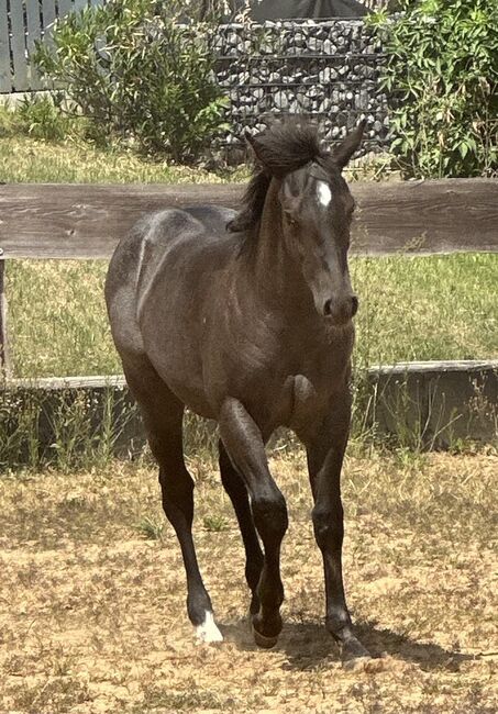 Superliebes, top gezogenes Quarter Horse Stutfohlen in Blue Roan, Kerstin Rehbehn (Pferdemarketing Ost), Horses For Sale, Nienburg, Image 3