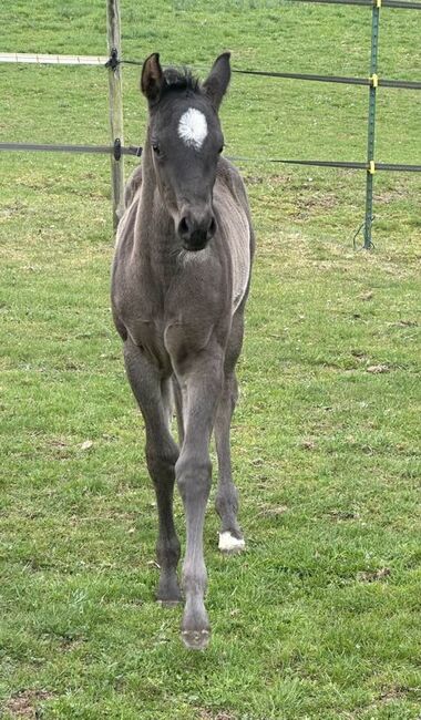 Superliebes, top gezogenes Quarter Horse Stutfohlen in Blue Roan, Kerstin Rehbehn (Pferdemarketing Ost), Horses For Sale, Nienburg