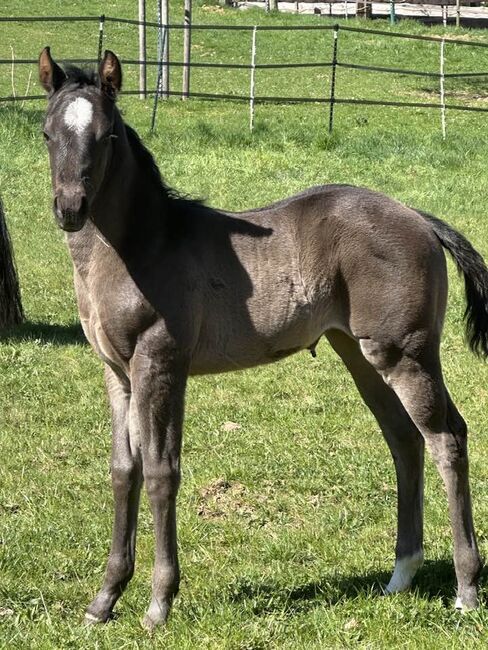 Superliebes, top gezogenes Quarter Horse Stutfohlen in Blue Roan, Kerstin Rehbehn (Pferdemarketing Ost), Horses For Sale, Nienburg, Image 3