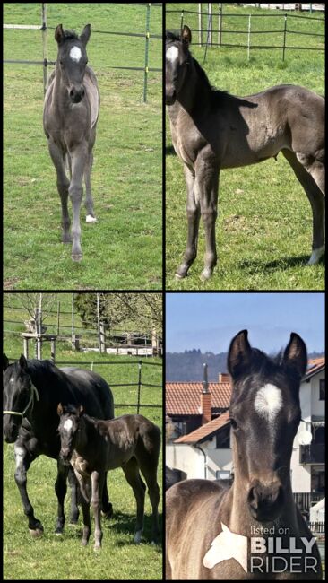 Superliebes, top gezogenes Quarter Horse Stutfohlen in Blue Roan, Kerstin Rehbehn (Pferdemarketing Ost), Horses For Sale, Nienburg, Image 6