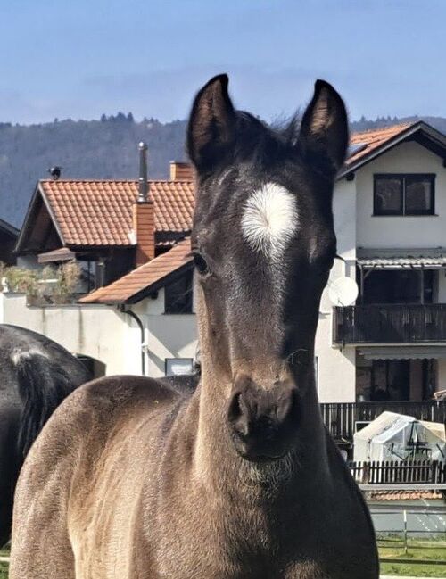 Superliebes, top gezogenes Quarter Horse Stutfohlen in Blue Roan, Kerstin Rehbehn (Pferdemarketing Ost), Horses For Sale, Nienburg, Image 4