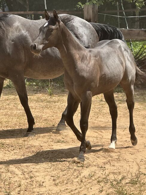 Superliebes, top gezogenes Quarter Horse Stutfohlen in Blue Roan, Kerstin Rehbehn (Pferdemarketing Ost), Horses For Sale, Nienburg, Image 8