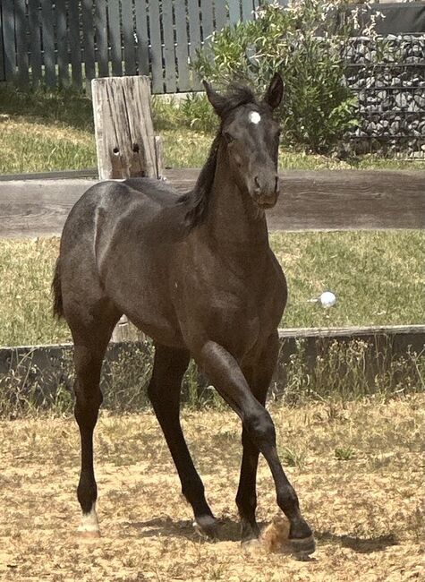 Superliebes, top gezogenes Quarter Horse Stutfohlen in Blue Roan, Kerstin Rehbehn (Pferdemarketing Ost), Horses For Sale, Nienburg