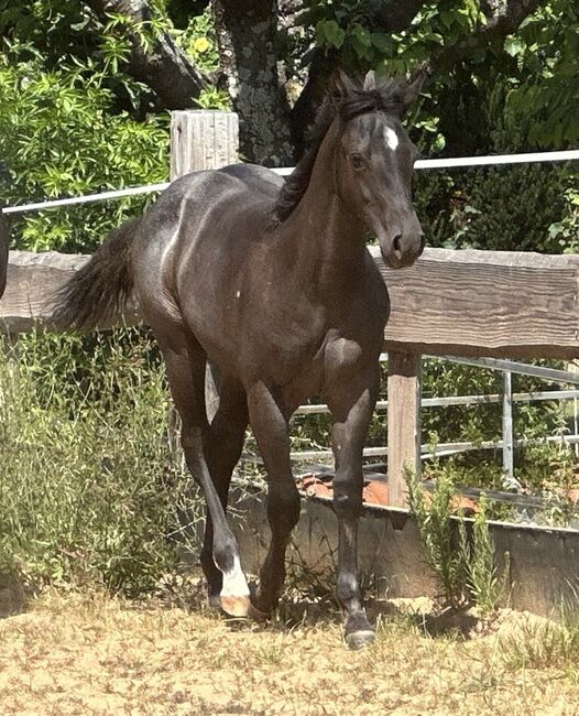 Superliebes, top gezogenes Quarter Horse Stutfohlen in Blue Roan, Kerstin Rehbehn (Pferdemarketing Ost), Horses For Sale, Nienburg, Image 7