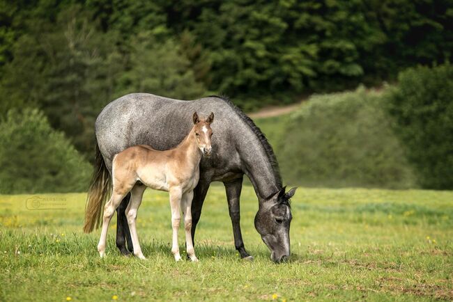 Super menschenbezogener Quarter Horse Hengst in toller Farbe, Kerstin Rehbehn (Pferdemarketing Ost), Pferd kaufen, Nienburg, Abbildung 3