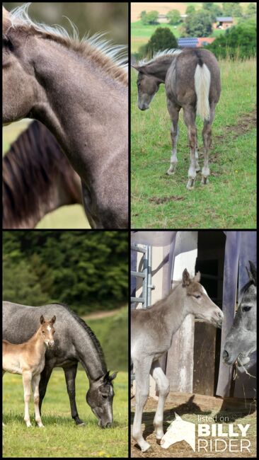 Super menschenbezogener Quarter Horse Hengst in toller Farbe, Kerstin Rehbehn (Pferdemarketing Ost), Pferd kaufen, Nienburg, Abbildung 6