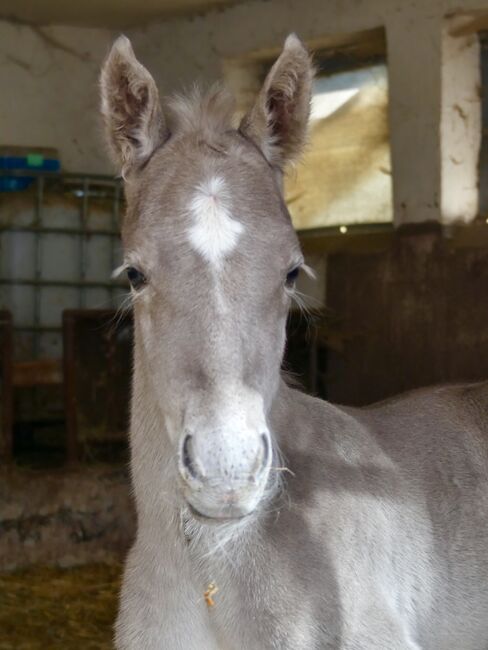 Super menschenbezogener Quarter Horse Hengst in toller Farbe, Kerstin Rehbehn (Pferdemarketing Ost), Pferd kaufen, Nienburg, Abbildung 5