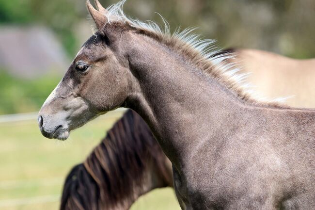 Super menschenbezogener Quarter Horse Hengst in toller Farbe, Kerstin Rehbehn (Pferdemarketing Ost), Horses For Sale, Nienburg