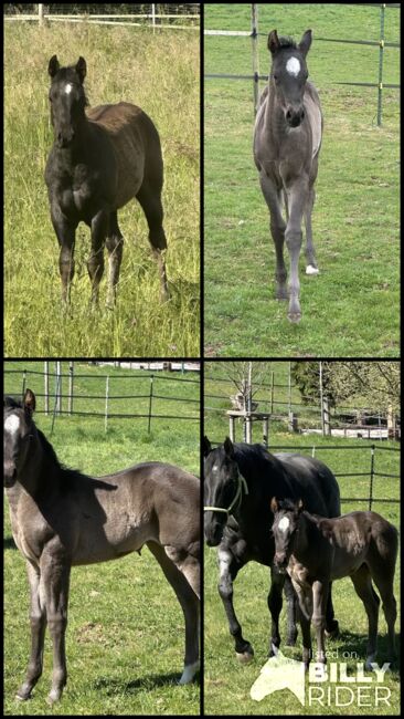 Superliebes, top gezogenes Quarter Horse Stutfohlen in Blue Roan, Kerstin Rehbehn (Pferdemarketing Ost), Horses For Sale, Nienburg, Image 7