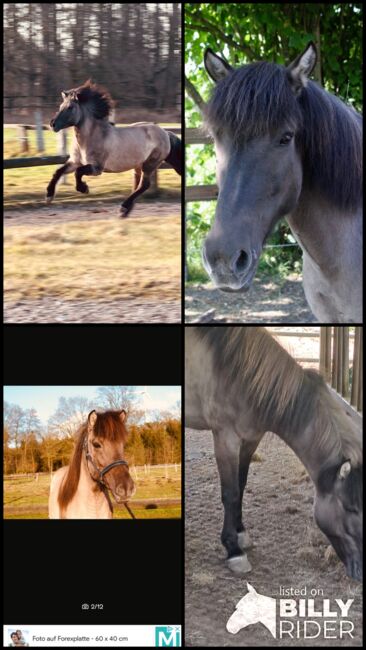 superliebe Isländerstute, Claudia Grunden , Horses For Sale, Schermbeck, Image 5