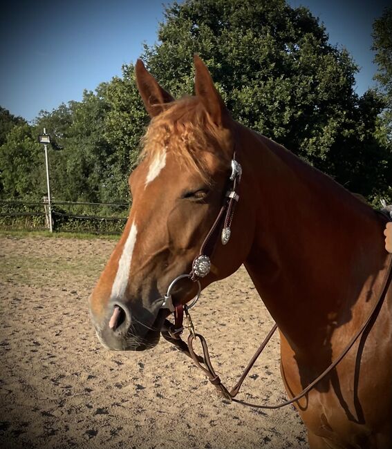 Super liebe Quarter Horse Stute abzugeben, Kerstin Rehbehn (Pferdemarketing Ost), Horses For Sale, Nienburg, Image 5